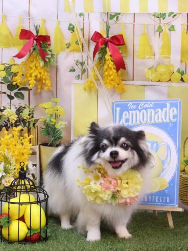 20240409ミルクくん